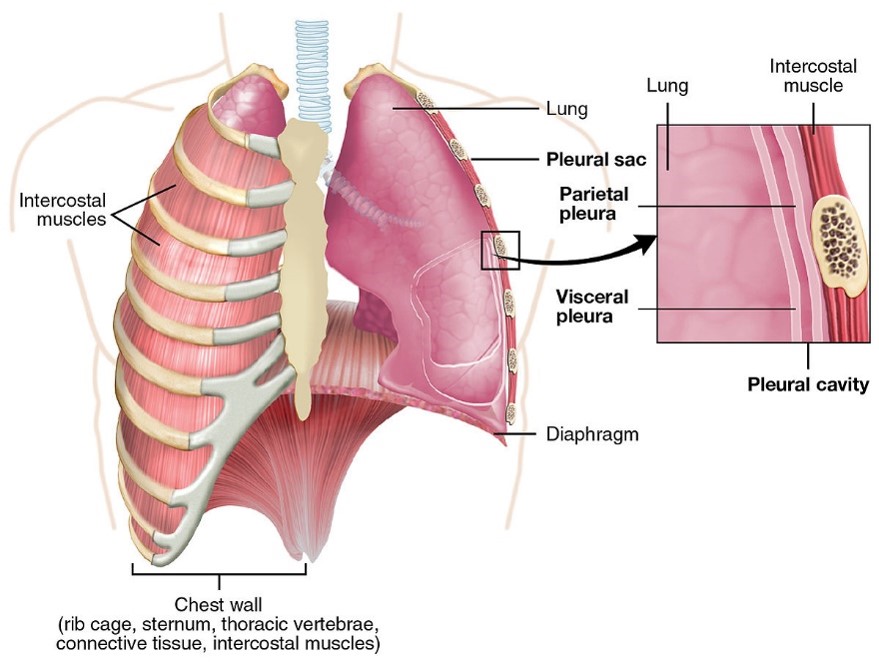 Die Lunge. Bild: Wikipedia