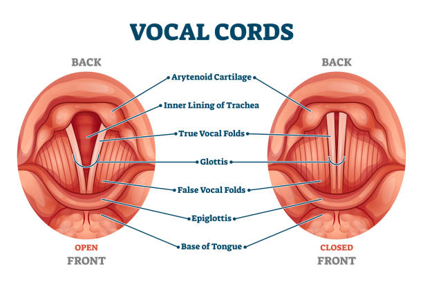 Vocal cords