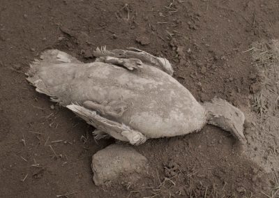 Toter Vogel aus dem Ascheregen von Popmeji