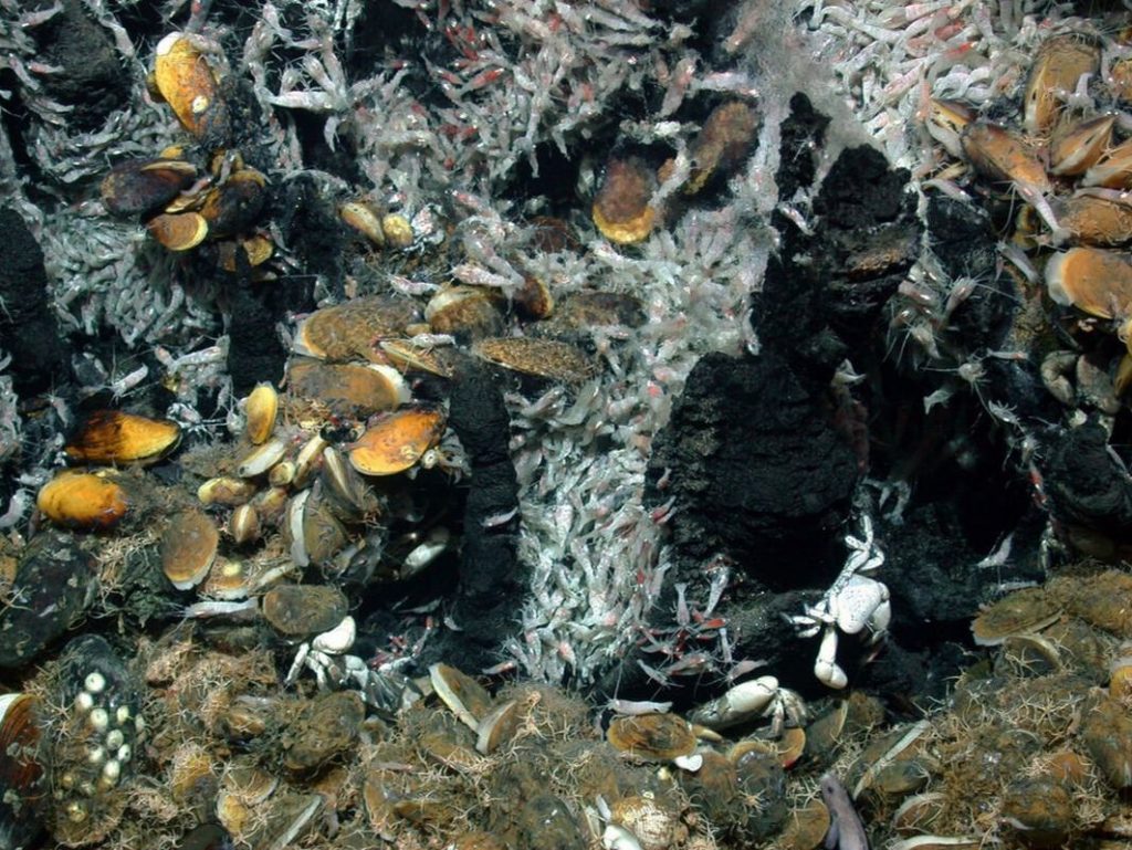 Hydrothermal vents overgrown with shells. Image: Marum