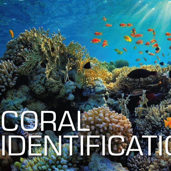 SSI Coral Identification C-Card