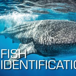 SSI Fish Identification C-Card