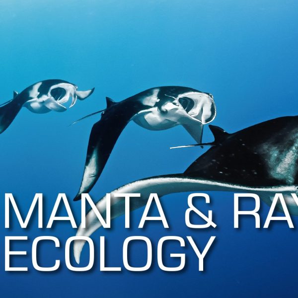 SSI Manta and Ray Ecology C-Card