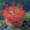 SSI Ecología de Invertebrados Marinos - Imagen 3
