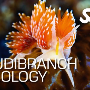SSI Nudibranch Ecology