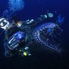 SSI Photo & Video SSI Digital Kit und Theorie zum Photo & Video Specialty Diver – Bild 3