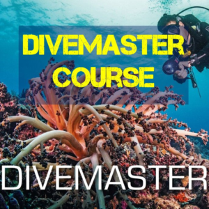 SSI Divemaster - Kurs bei Punkfish Diving