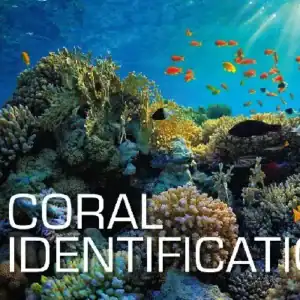 SSI Coral Identification