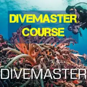 SSI Dm Course