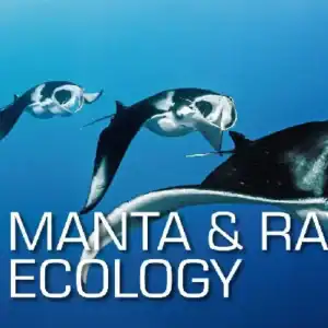 SSI Manta Ray Ecology