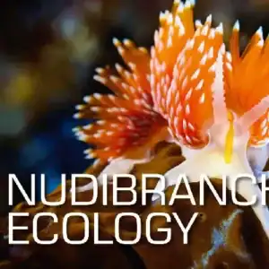 SSI Nudibranch Ecology