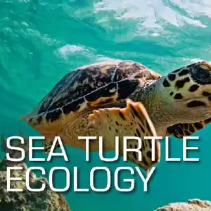 SSI Sea Turtle Ecology